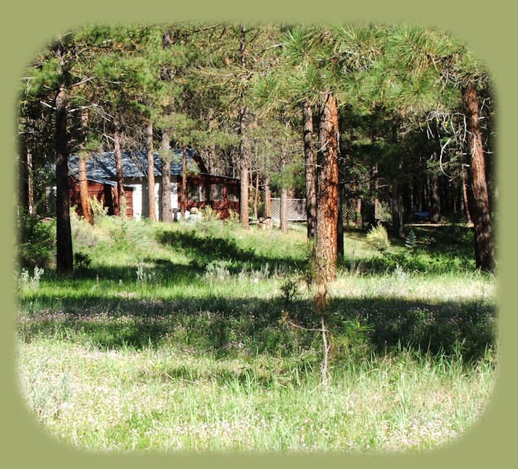 
cabin 5 at the retreat: cabins; tree houses near crater lake national park, klamath basin birding trails, national wildlife refuges, wetlands in the pacific flyway of southern oregon and northern california.