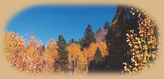 Aspens in autumn at the retreat in southern oregon, offering cabins, tree houses, vacation rentals for meditation and pursuit of nature, near crater lake national park, klamath basin birding trails, national wildlife refuges, hiking trails in winema and rogue national forests: sky lakes wilderness and mountain lakes wilderness.