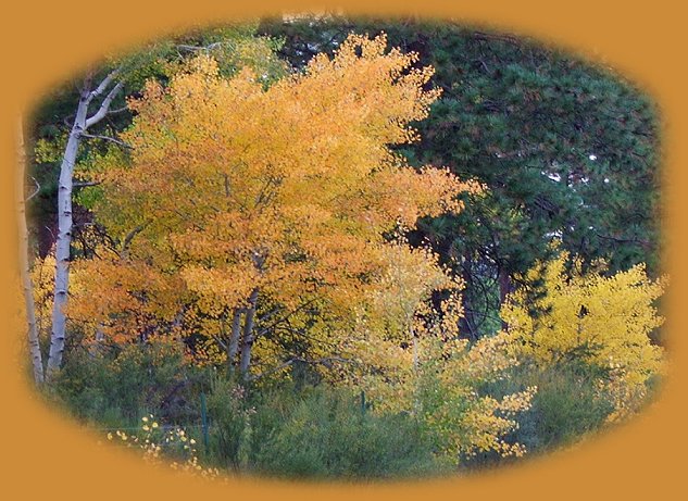 Nature retreat in the forest on the river, surrounded by winema national forest, not far from crater lake national park, klamath basin birding trails, national wildlife refuges, wood river wetlands, hiking trails in the winema national forest and up at crater lake national park.