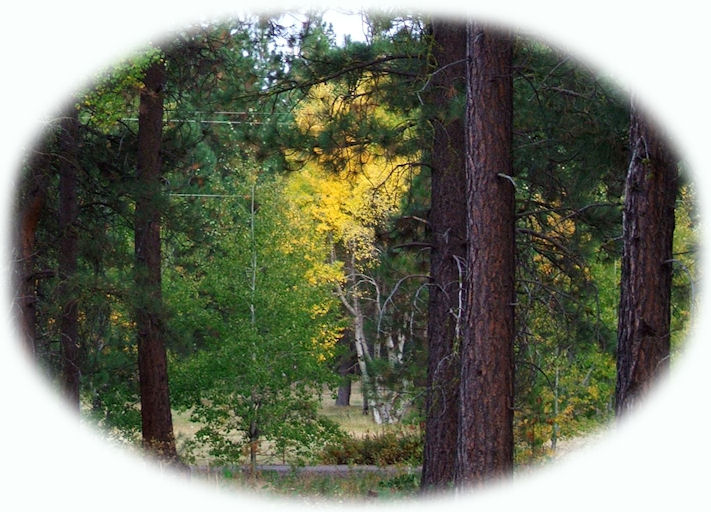 nature retreat offering cabins, vacation rentals, tree houses near crater lake national park, klamath basin birding trails, national wildlife refuges, wetlands in the pacific flyway of southern oregon, northern california.