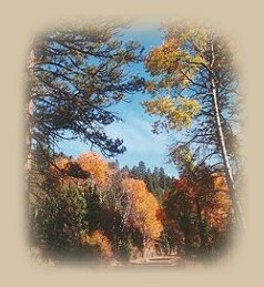 autumn at the retreat in southern oregon, offering tree houses, treehouses, cabins, vacation rentals on the river in the forest, not far from crater lake national park, klamath basin birding trails, hiking trails in the winema national forest and up at crater lake, wood river wetlands in the pacific flyway of oregon.