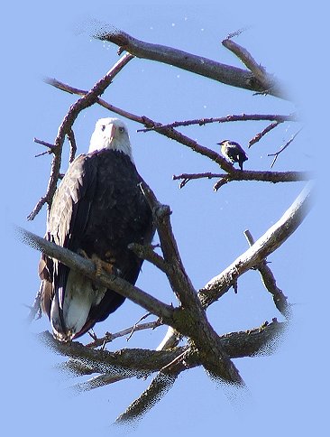 
Explore nature at the retreat in southern oregon, not far from crater lake national park, klamath basin birding trails, wood river wetlands, national wildlife refuges, hiking trails in the winema national forest as well as the rogue national forest, offering cabins, tree houses and vacation rentals.