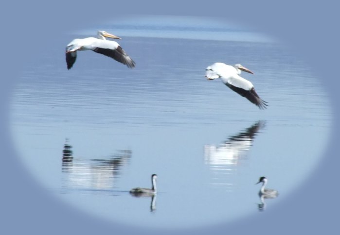 Explore nature from the retreat near crater lake national park, klamath basin birding trails, national wildlife refuges, hiking trails in the wilderness areas of winema national forest as well as crater lake national park, offering cabins, tree houses, vacation rentals.